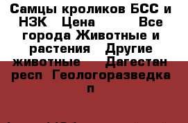 Самцы кроликов БСС и НЗК › Цена ­ 400 - Все города Животные и растения » Другие животные   . Дагестан респ.,Геологоразведка п.